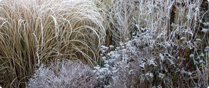 DIG_KW36_BlogP_Garten_einwintern_Header_Desktop_2560x1080px.jpg