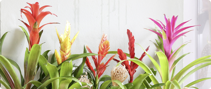 DIG_BP_NP_KW35_BromelienUrbanJungle_Header_Desktop_2560x1080px.png