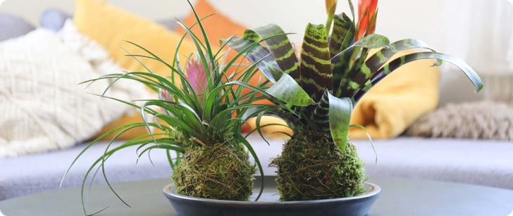 DIG_KW33_BlogP_Kokedama_Header_Desktop_2560x1080p_2x.jpg