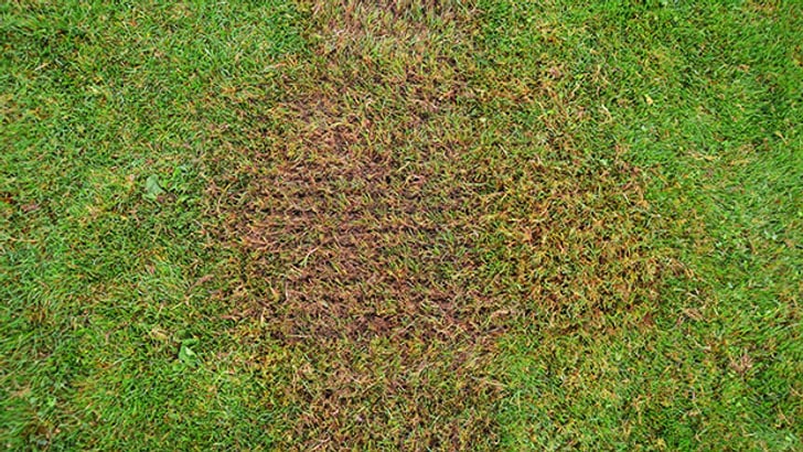 Scarification croisée