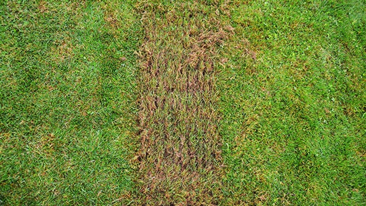 Scarification dans un sens