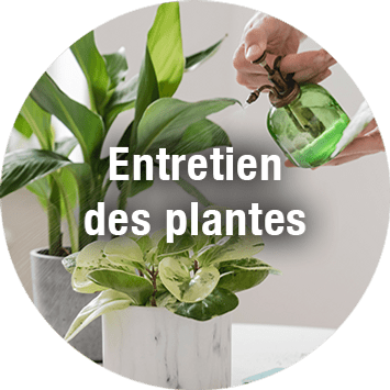 Entretiens des plantes