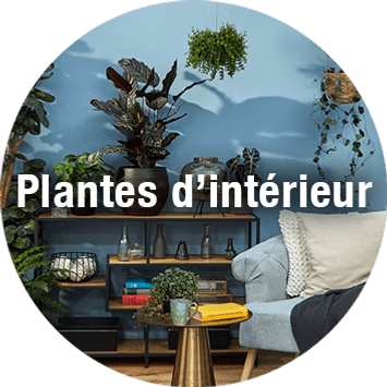 8 plantes d'intérieur adaptées à l'hydroculture - Culture en intérieur