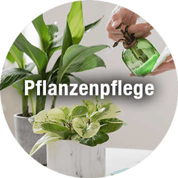 Pflanzenpflege