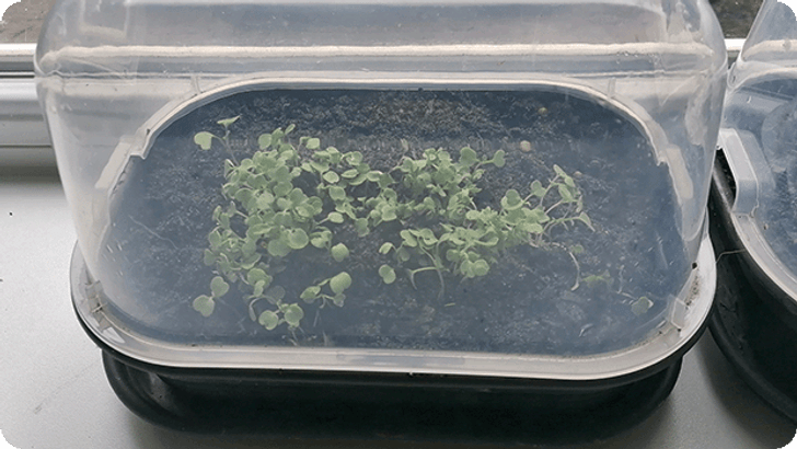 DIG_KW19_Blogtransfer_Microgreens_Steps03_Mobile_620x349px.png