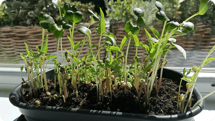 DIG_KW19_Blogtransfer_Microgreens_Steps04_Mobile_620x349px.png
