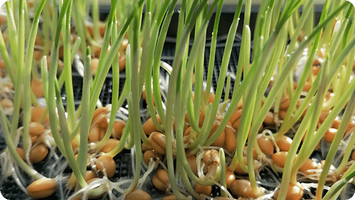 DIG_KW19_Blogtransfer_Microgreens_Steps05_Mobile_620x349px.png