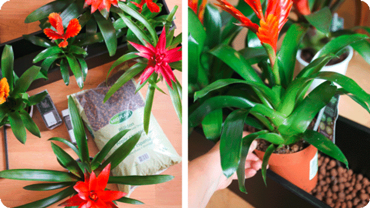 DIG_BP_NP_KW35_BromelienUrbanJungle_Step02_Mobile_620x349px.png