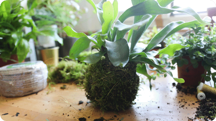 DIG_KW33_BlogP_Kokedama_Steps_Mobile_620x349px_03.png