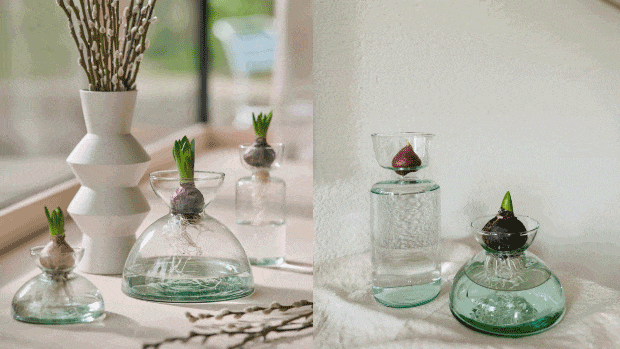 GIF Vase CANOPY