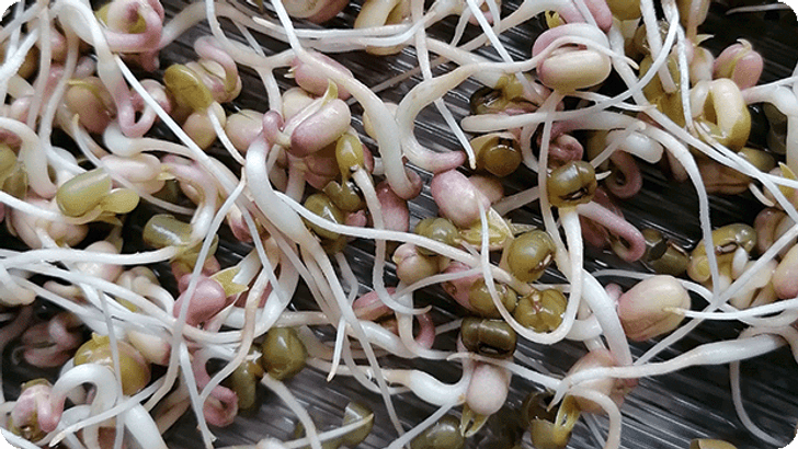 DIG_KW19_Blogtransfer_Microgreens_Steps01_Mobile_620x349px.png