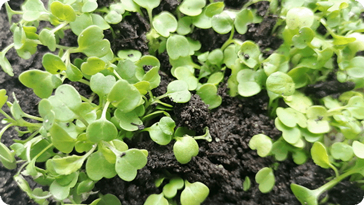 DIG_KW19_Blogtransfer_Microgreens_Steps02_Mobile_620x349px.png