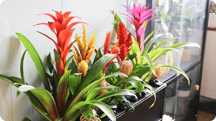 DIG_BP_NP_KW35_BromelienUrbanJungle_Step05_Mobile_620x349px.png