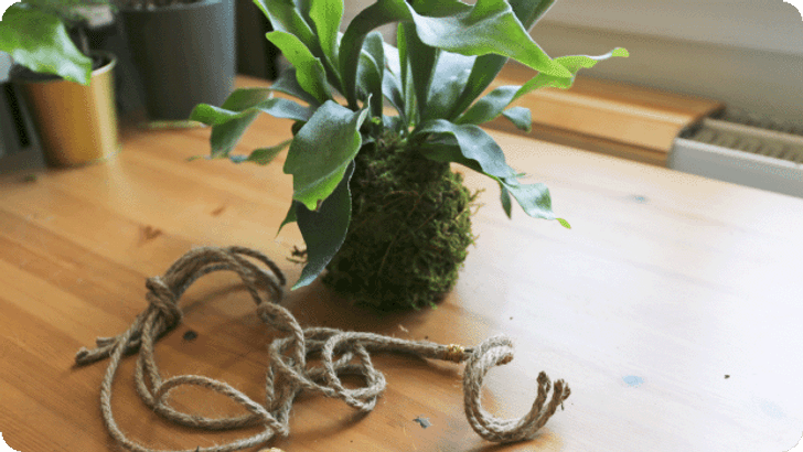 DIG_KW33_BlogP_Kokedama_Steps_Mobile_620x349px_04.png