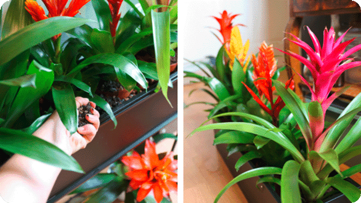 DIG_BP_NP_KW35_BromelienUrbanJungle_Step03_Mobile_620x349px.png