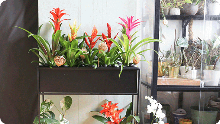 DIG_BP_NP_KW35_BromelienUrbanJungle_Step06_Mobile_620x349px.png