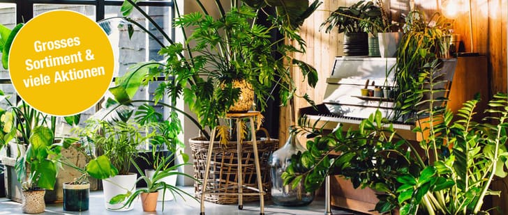 DOI_UrbanJungle_Header_TB4_DE_V2.jpg