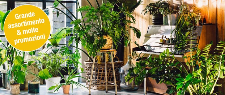DOI_UrbanJungle_Header_TB4_IT_V2.jpg